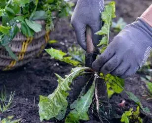Unkraut im Garten entfernen
