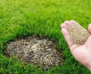 Rasen im Herbst nachsäen