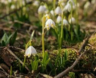 Gartenarbeiten im März