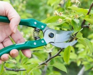 Gartenschere - Bypass oder Amboss
