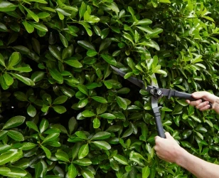 Kirschlorbeer im Sommer richtig...