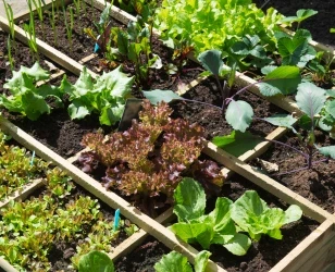 Gartenarbeiten im Mai