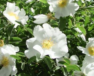 Rosen im Sommer schneiden