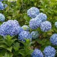 Blaue Hortensien