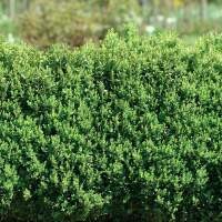Hecke