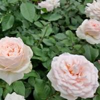 Rosen