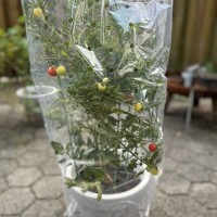 Reifehaube für Tomaten gallery 4_2nd