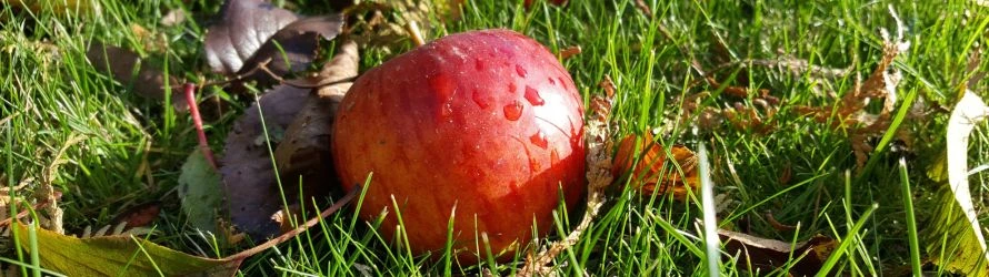 Gartenarbeiten im September Apfel und Blätter auf Rasen