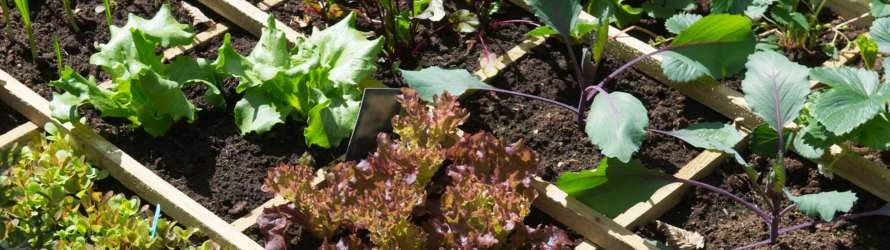 Gartenarbeiten im Mai Gartenarbeit